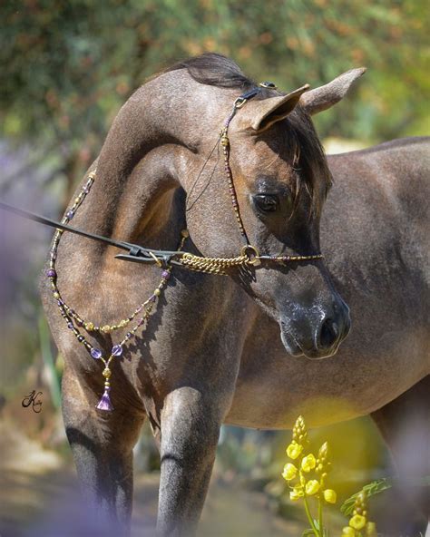 Jamilaah Anjum Qf Quintessa Farm Arabians Arabian Horse Show