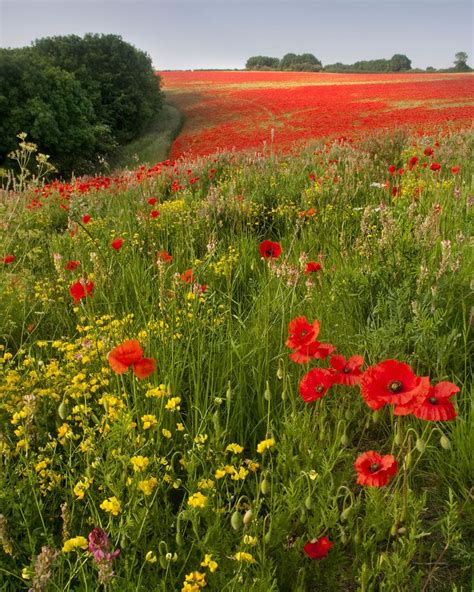 Poppies Beautiful Nature Pictures Wild Flower Meadow Beautiful Nature
