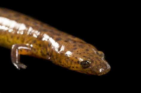 Photo Ark Home Tennessee Cave Salamander National Geographic Society