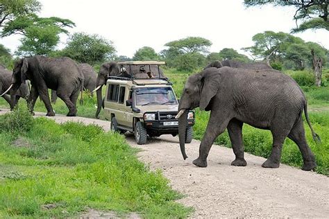 Full Day Safari To Tarangire National Park From Arusha 2024