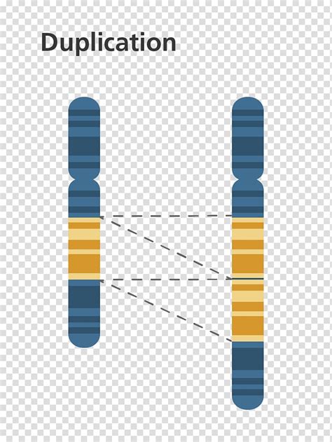Chromosome Abnormality Gene Duplication Chromosomal Translocation