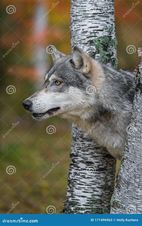 Grey Wolf Canis Lupus Pokes Head Out Between Birch Trees Autumn Stock