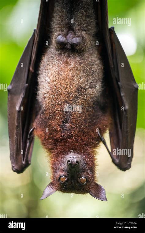 Flying Fox Bat Face Hi Res Stock Photography And Images Alamy