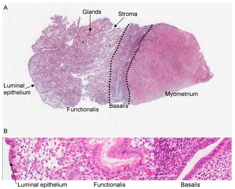 Histology Of The Human Endometrium During The Normal Cycle