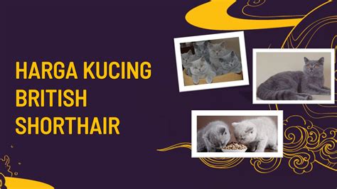 Kucing british shorthair sudah terkenal di indonesia sejak tahun 2007 dan sudah menjadi salah satu kucing yang cukup digemari. Info Kucing British Shorthair: Harga Terbaru 2021, Ciri ...