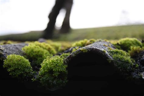 Moss on trees is a sign of excessive moisture and low light levels. Is Moss Bad for My Roof? Essential Roof Care Guide