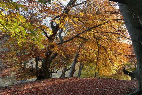Chiltern Autumn 2016 1 Doug Kennedy Flickr