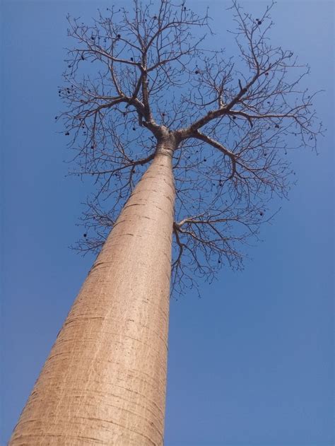 Baobab Madagascar Morondava Allée Des Baobabs à