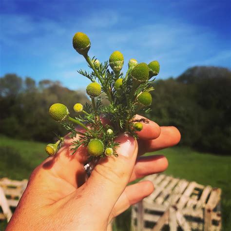 Pineapple Weed Forageforknowledge