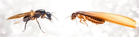 Termite Swarmers Vs Flying Ants Flying Ant Pest Control