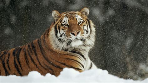 Animals Siberian Tiger Wallpapers Hd Desktop And
