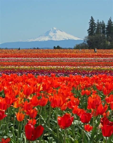 Check spelling or type a new query. Oregon 2016 Wooden Shoe Tulip Festival | 30 Acres of ...