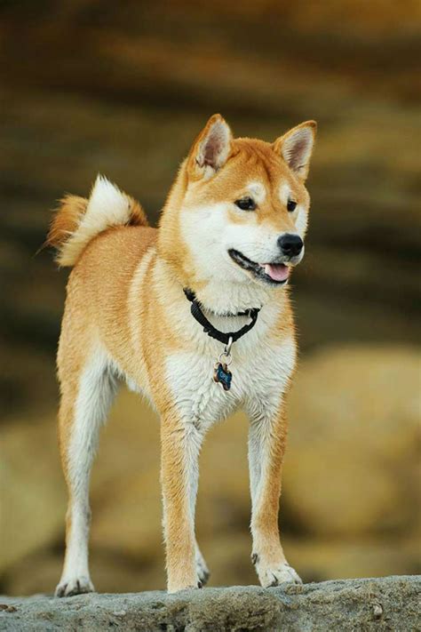 Shiba Inu Dog Breed Information Wonderful Watchdog Or Perfect Pet