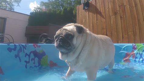 Fat Pug Pool Party My Bday No Bummer Summer S1e3 Youtube