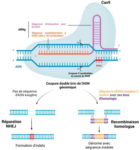 Principe De La Th Rapie G Nique Par Crispr Sur Lexemple De La