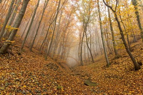Autumn Landscape With Yellow Trees Vitosha Mountain Bulgaria Stock