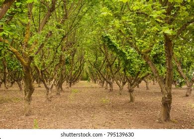 Hazelnut Tree Photos And Images Shutterstock