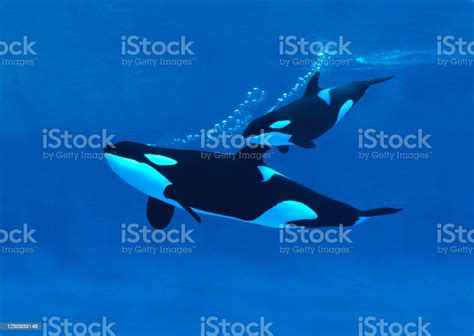 Killer Whale Orcinus Orca Mother With Calf Stock Photo Download Image