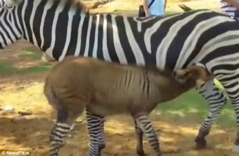 Rare Hybrid Between Female Zebra And Male Donkey Born With Striped Legs