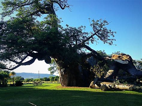 End Of An Era Famous South African Baobab Tree Tragically Topples Over SAPeople Worldwide