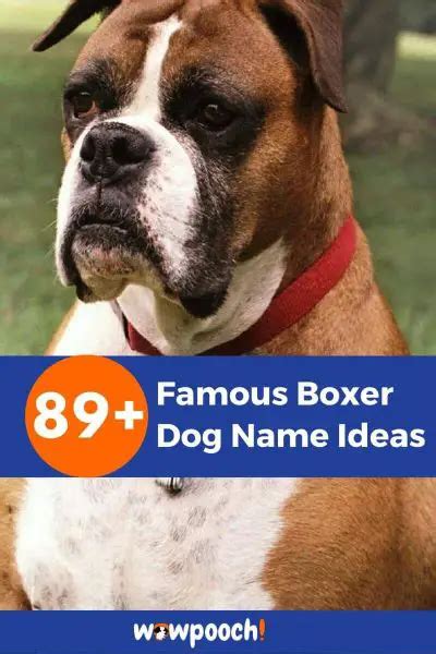 89 Remarkable Famous Boxer Dog Name Ideas Wowpooch