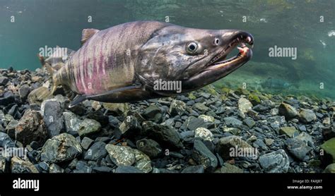 Mature Male Chum Salmon Oncorhynchus Keta In An Alaskan Stream During
