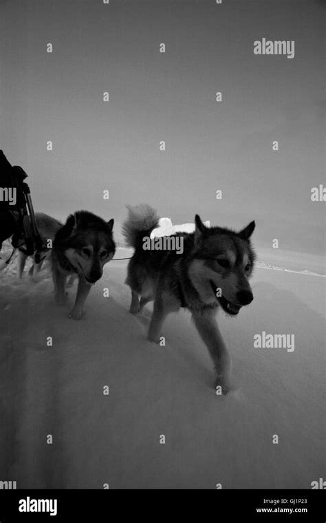Sled Dogs Greenland Stock Photo Alamy
