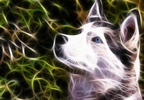 We provide version 1.0, the latest version that has been optimized for different devices. Neon Husky Wallpapers HD / Desktop and Mobile Backgrounds