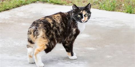 Manx Cat Breed Size Appearance Personality