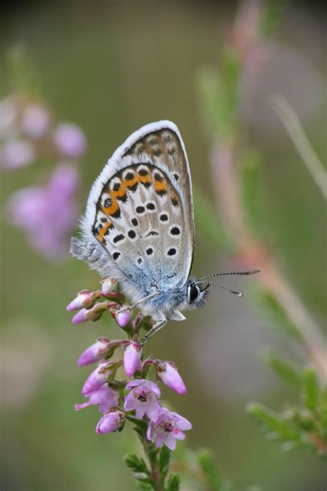 Silver Studded Blue Butterflies Can You Help Thames Basin Heaths