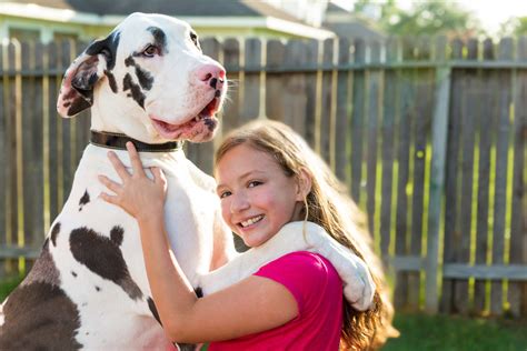 How Big Do Great Danes Get Sizes To Expect Over Time