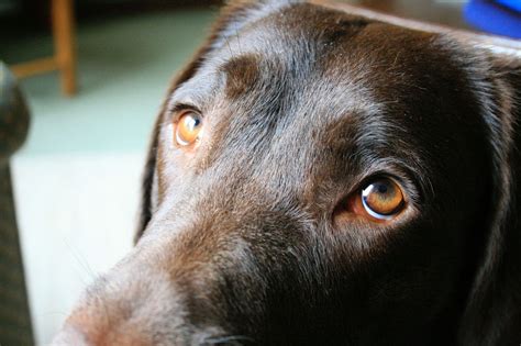 Dogs May Have Evolved ‘puppy Dog Eyes To Tug At Our