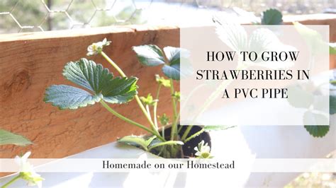 How To Grow Strawberries In Pvc Pipe Small Space Gardening