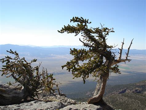 Old Pine Tree At Great Basin National Park Nevada Image Free Stock