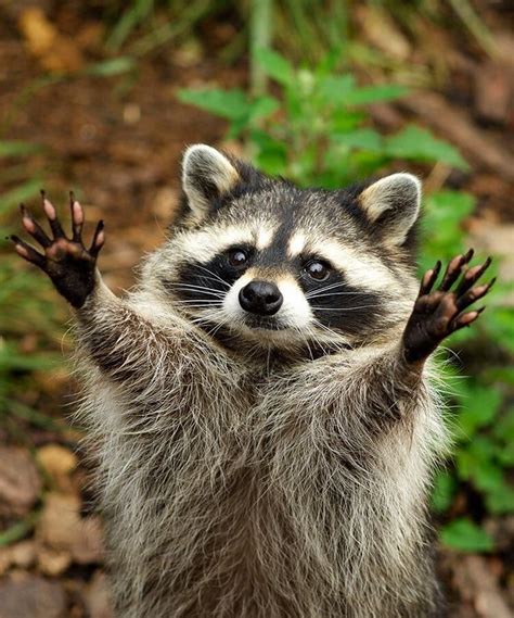 Pin By Alexey Bezdenezhnyh On Raccoon енот и пр Cute Animal Photos