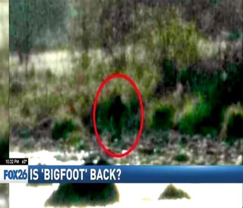 Bigfoot Sightings And Stories Recently In The News Crypto Sightings