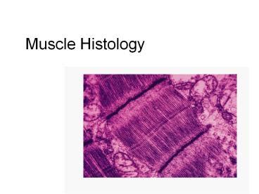 Ppt Muscle Histology Powerpoint Presentation Free To View Id