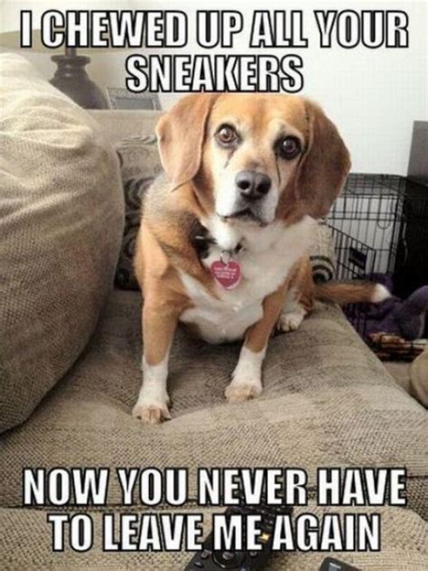 If Youre A Beagle Parent Youre Going To Relate To These