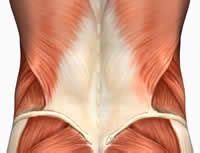 It overlies all the back muscles except for trapezius. lower back, erector spinae Muscle Anatomy | Deporte | Pinterest | Lower backs, Search and Muscle ...