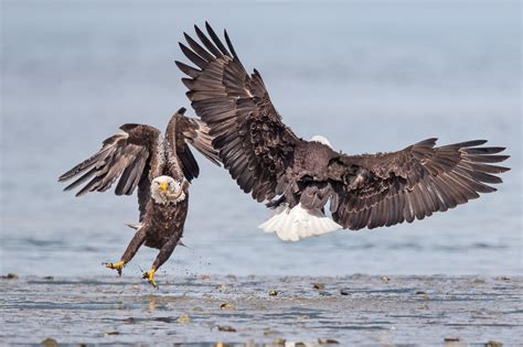 The Story Behind The Incredible Photo Of A Crow Riding An Eagle Unianimal