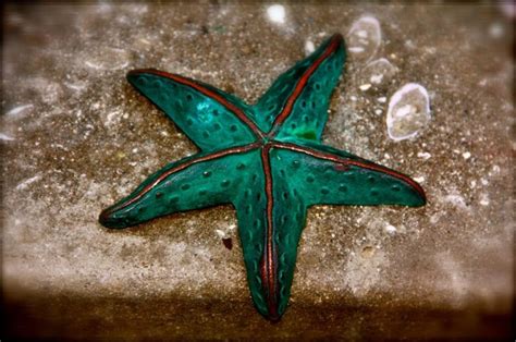 Cool Starfish Starfish Aquatic Animalia