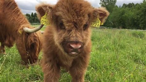 Scottish Highland Cattle In Finland Ora The Calf Who Likes To Stick