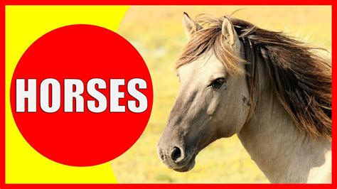 Horse Facts For Kids Learn About Horses For Children