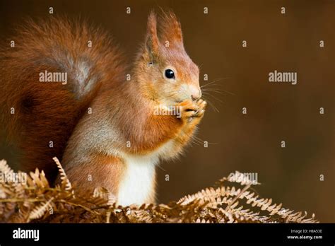 Eurasian Red Squirrel Sciurus Vulgaris Eating Veluwe Netherlands