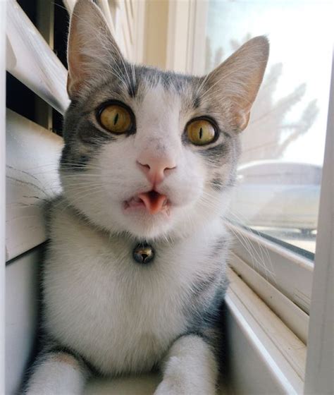10 Cats Making Silly Faces Puppies And Kitties Cats Silly Cats