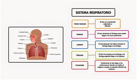 Mapa Conceptual Del Sistema Respiratorio Humano Aparato Respiratorio