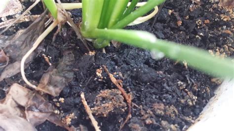 Small White Crawling Insects On My House Plant Soil Youtube
