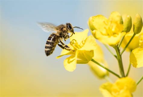 Insectes Utiles Au Jardin Gamm Vert