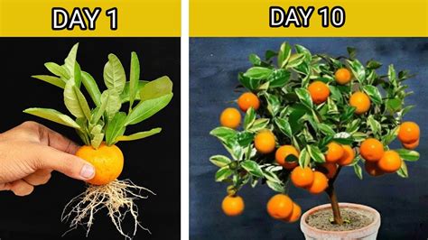 Technique Planting Best Way To Grow Orange Tree From Orange 100 Work