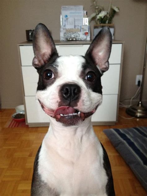 This Funny Boston Terrier Asked If Someone Said Cookie Boston